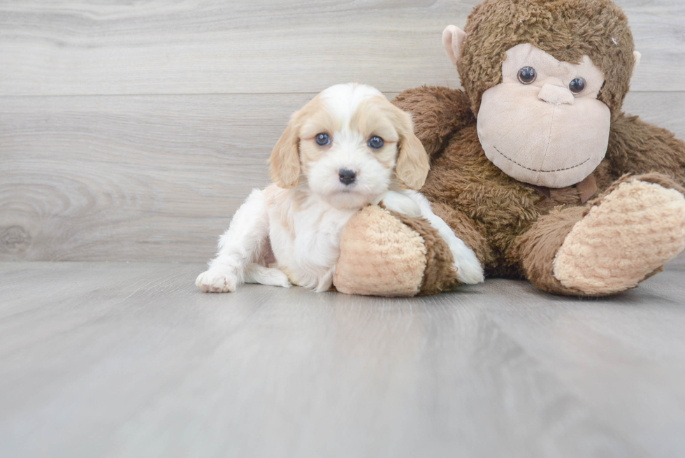 Cavachon Puppy for Adoption