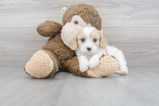 Small Cavachon Baby