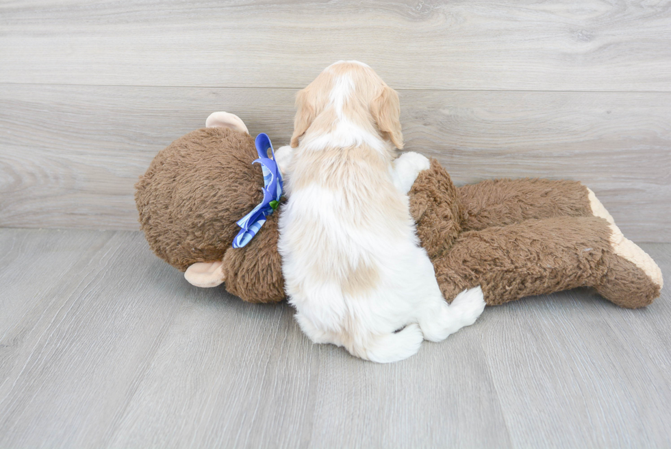 Playful Cavalier Designer Puppy