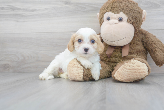 Best Cavachon Baby