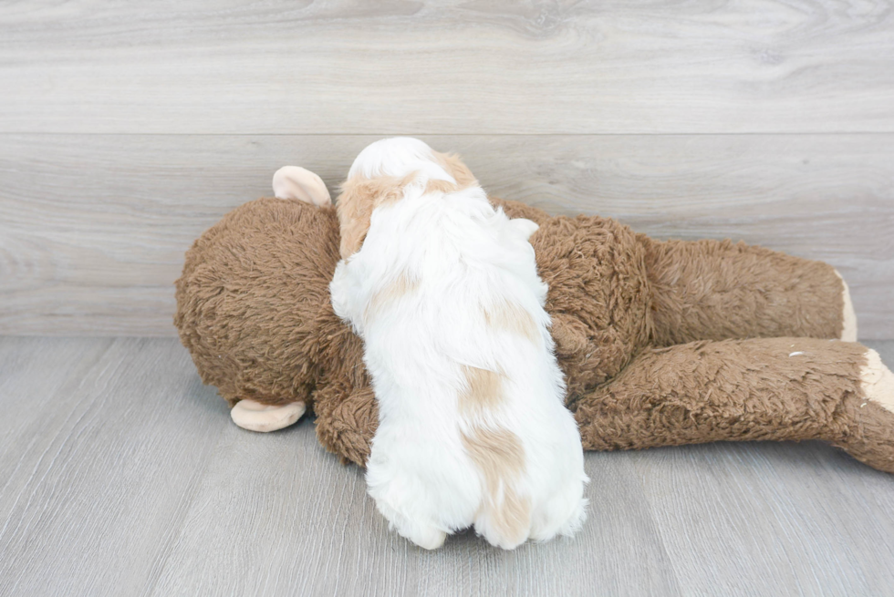 Cavachon Pup Being Cute