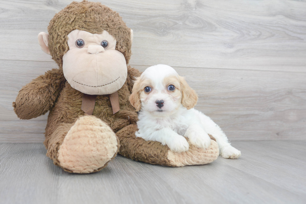 Sweet Cavachon Baby