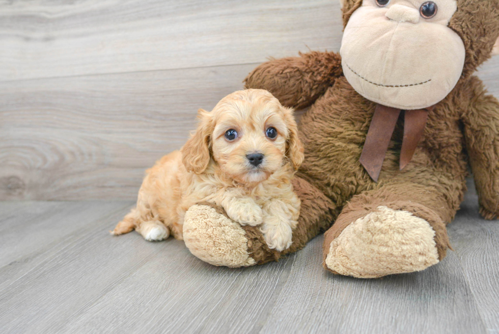 Best Cavachon Baby