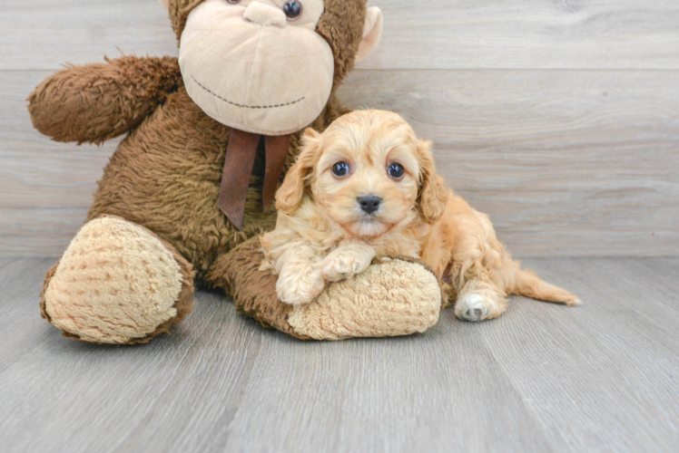 Playful Cavalier Designer Puppy