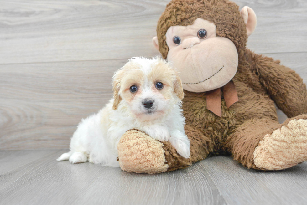 Cavachon Pup Being Cute