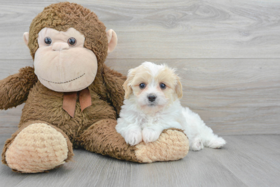 Cute Cavachon Baby