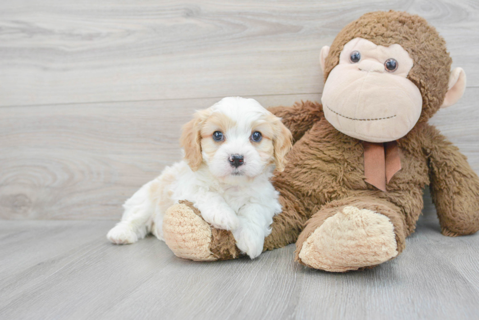 Cavachon Pup Being Cute