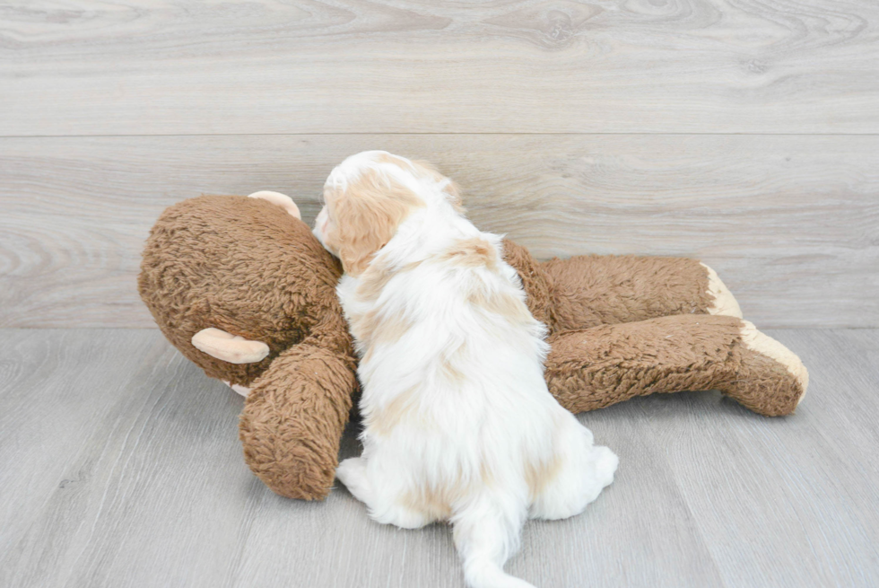 Small Cavachon Baby