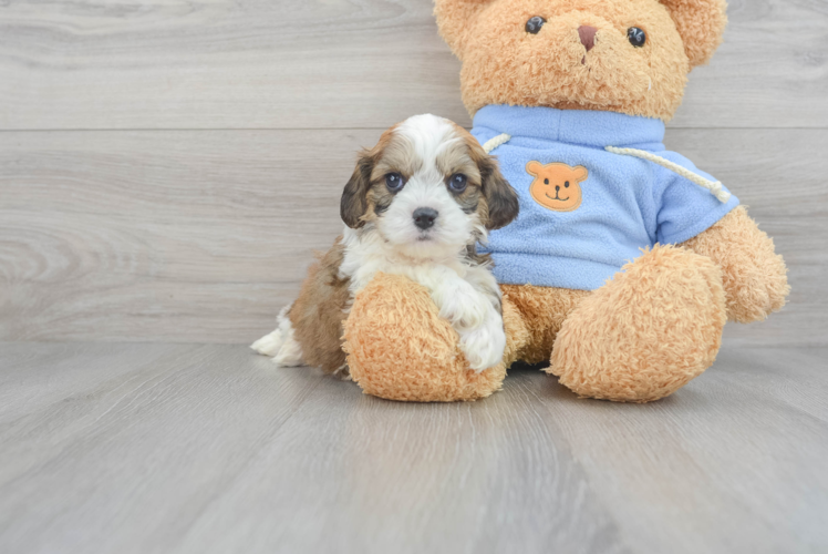 Cavachon Puppy for Adoption