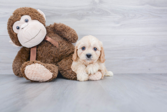 Cute Cavachon Baby