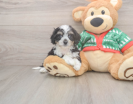 5 week old Cavachon Puppy For Sale - Premier Pups