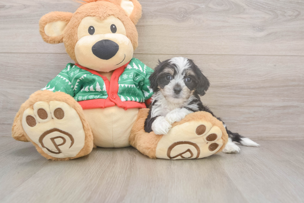 Cavachon Pup Being Cute