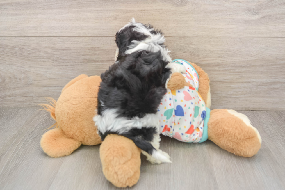 Cavachon Pup Being Cute