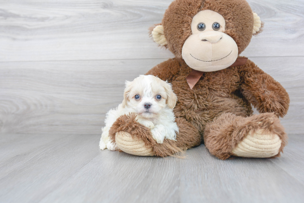 Cute Cavachon Baby