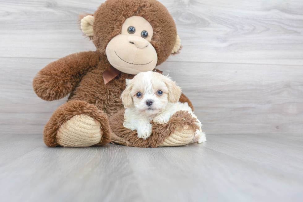 Popular Cavachon Designer Pup