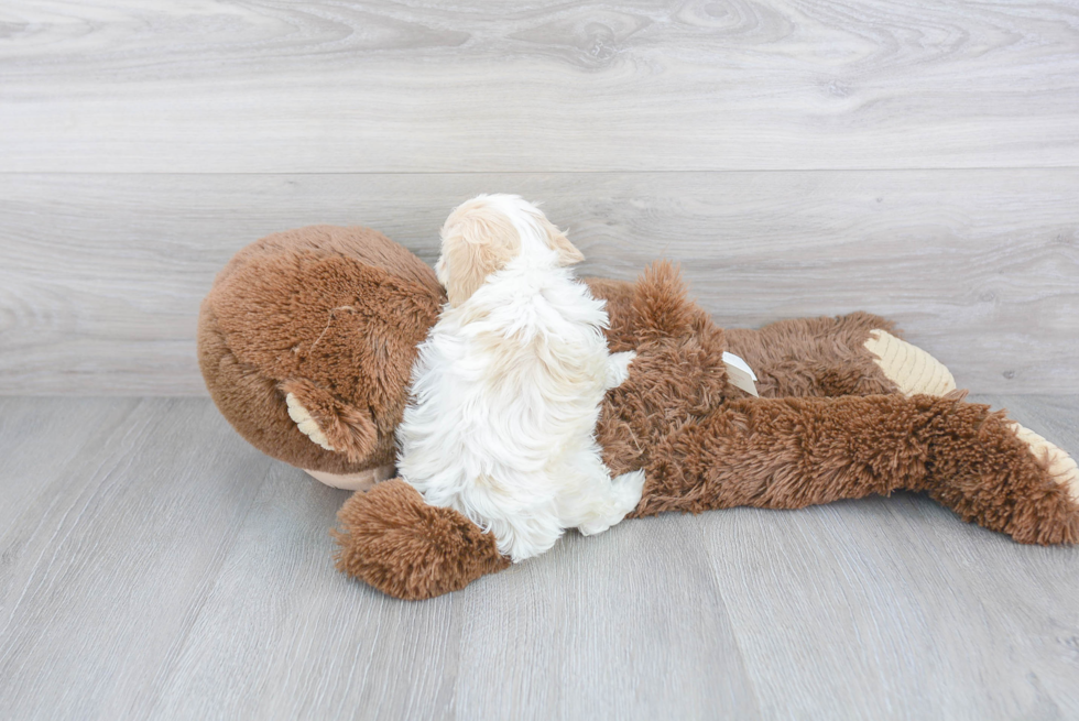 Cavachon Pup Being Cute