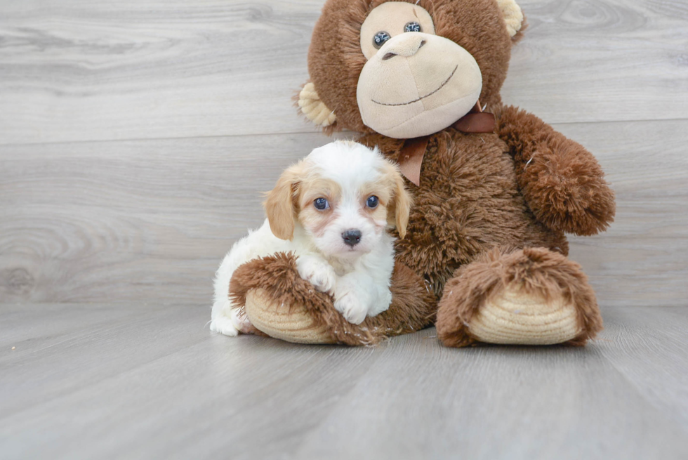 Adorable Cavalier Designer Puppy