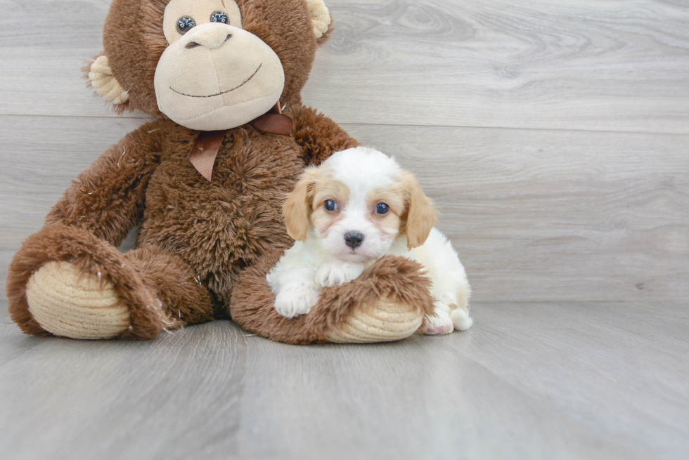 Friendly Cavachon Baby