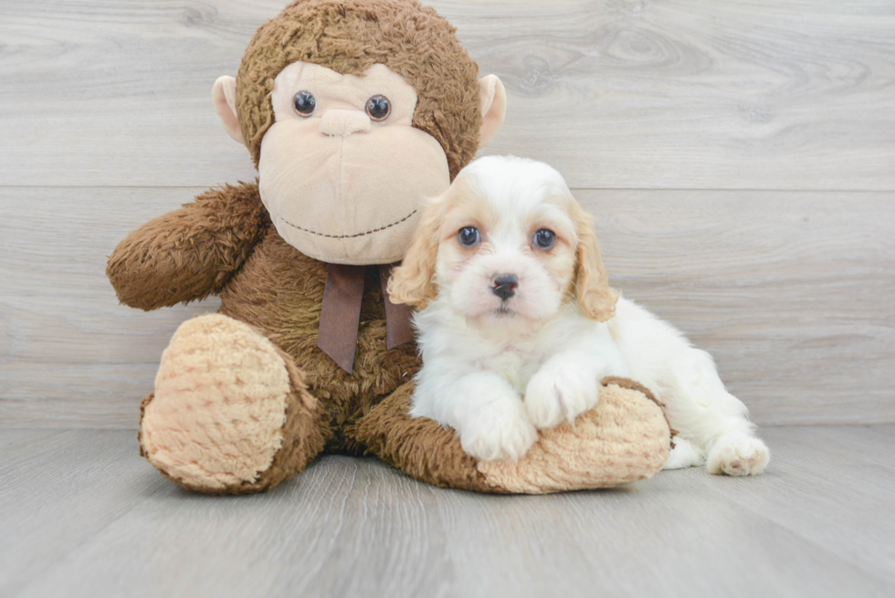 Small Cavachon Baby