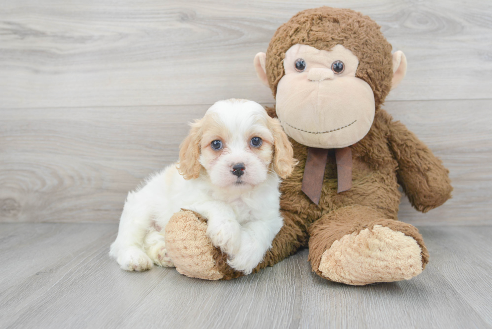 Sweet Cavachon Baby