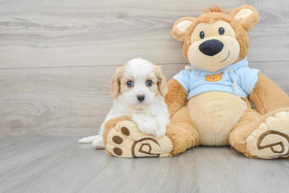 Friendly Cavachon Baby