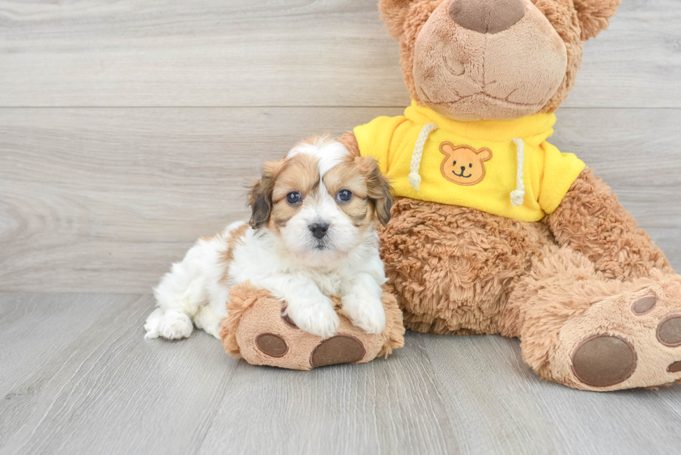 Cavachon Pup Being Cute