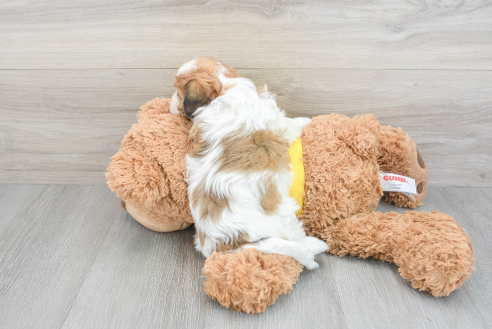 Cavachon Pup Being Cute