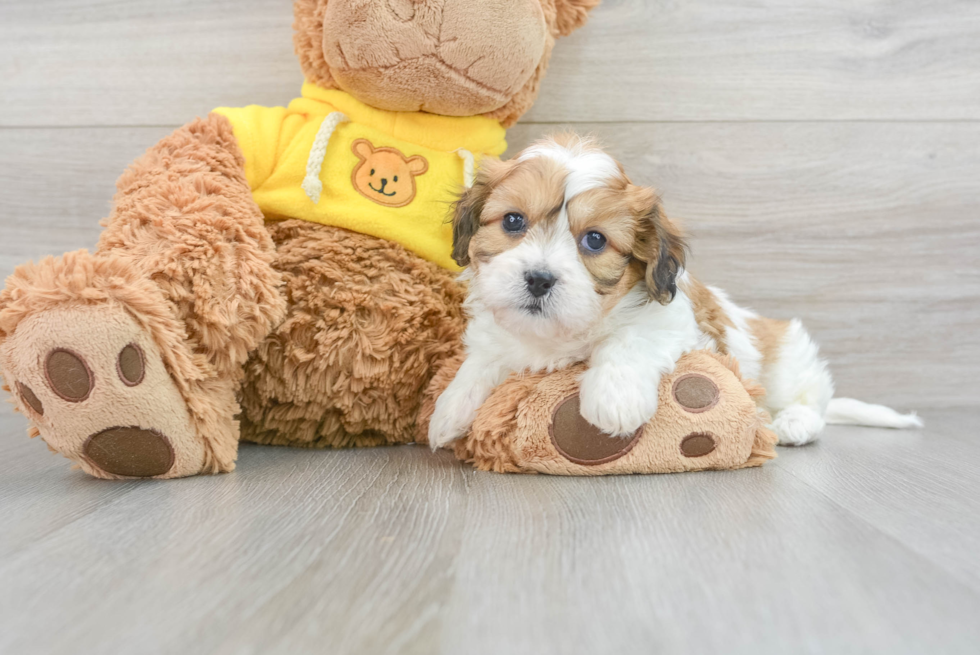 Best Cavachon Baby