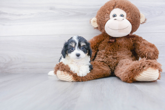 Cavachon Puppy for Adoption