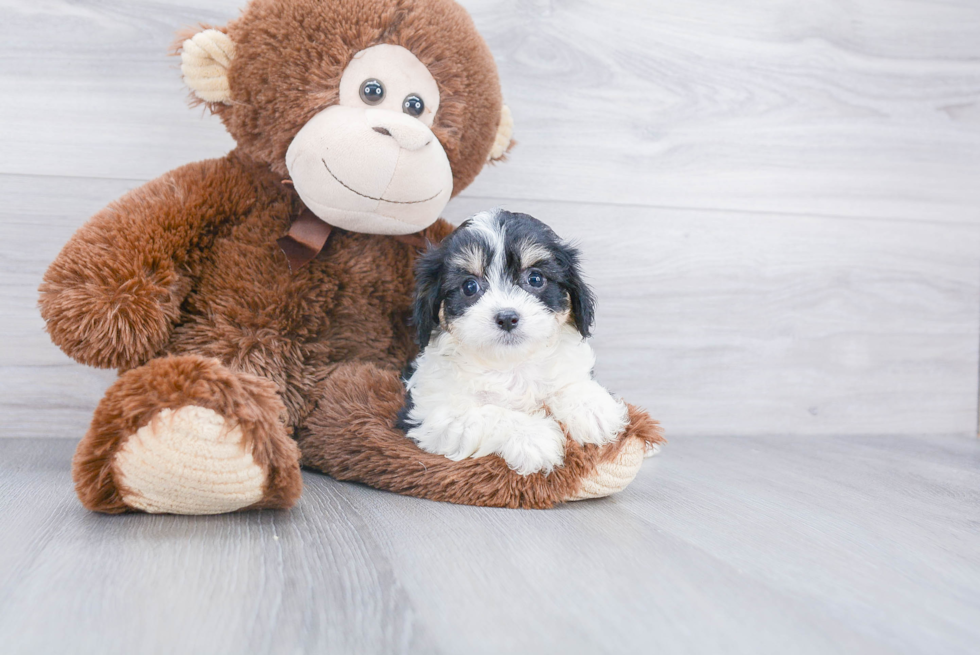 Friendly Cavachon Baby