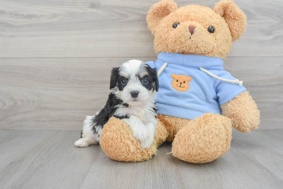 Cute Cavachon Baby