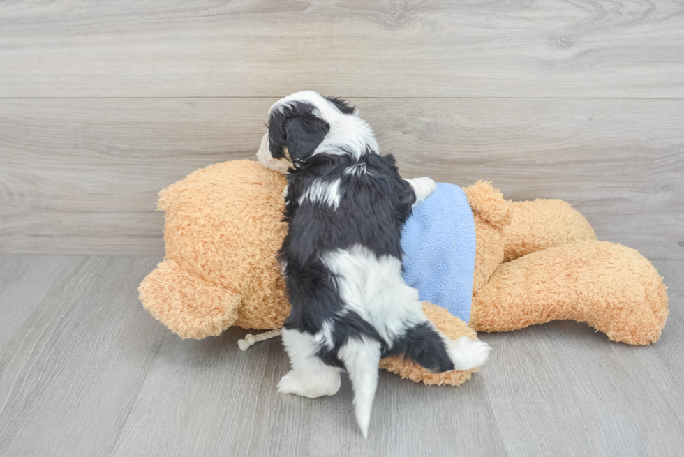 Cavachon Puppy for Adoption