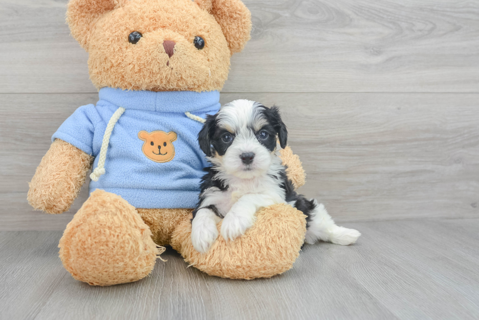 Fluffy Cavachon Designer Pup