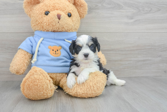 Fluffy Cavachon Designer Pup