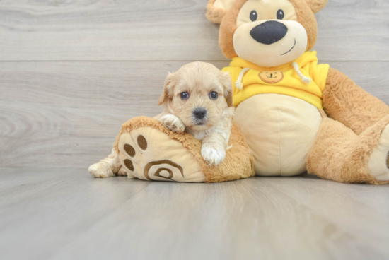 Cavachon Pup Being Cute