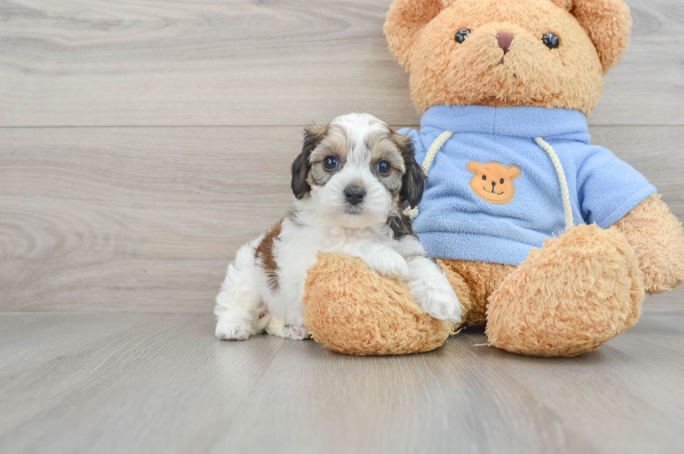 5 week old Cavachon Puppy For Sale - Premier Pups