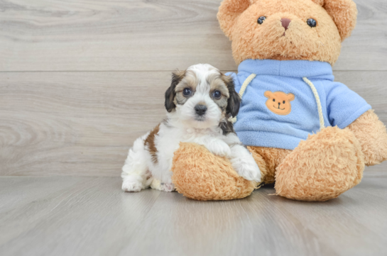 Little Cavalier Bichon Designer Puppy