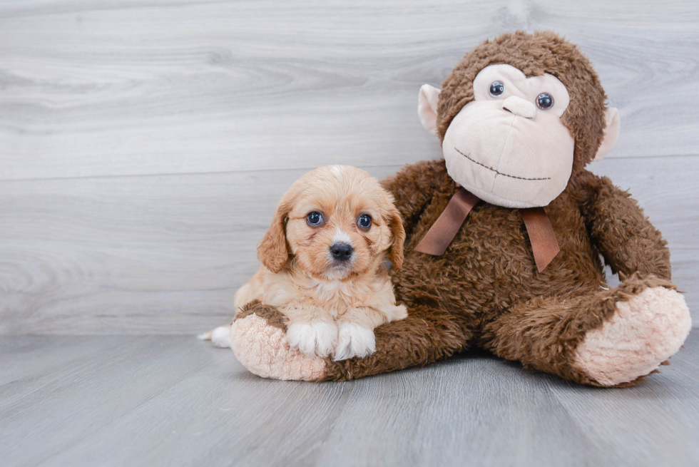 Cavachon Puppy for Adoption