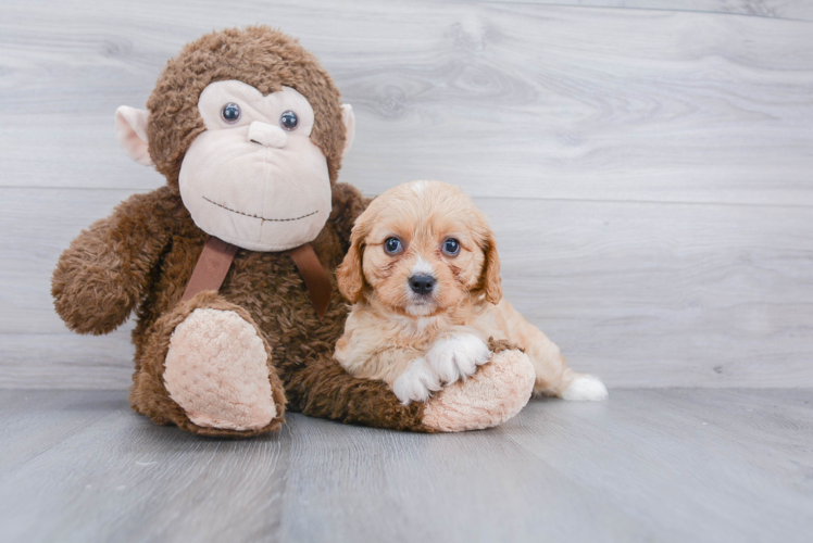 Cavachon Pup Being Cute