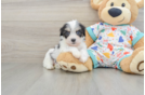 Cute Cavachon Baby