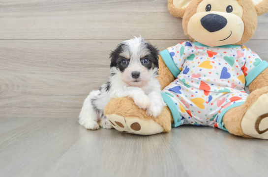 Cute Cavachon Baby