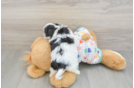 Best Cavachon Baby