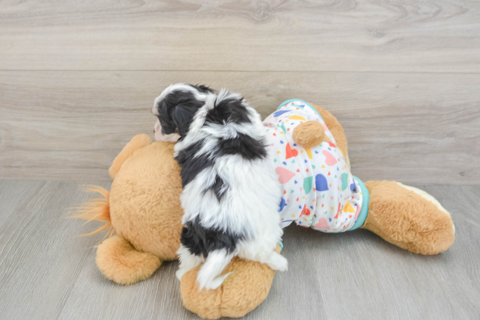 Best Cavachon Baby