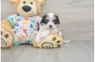 Cavachon Pup Being Cute