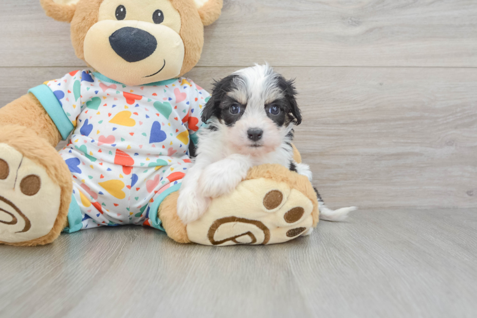 Cavachon Pup Being Cute