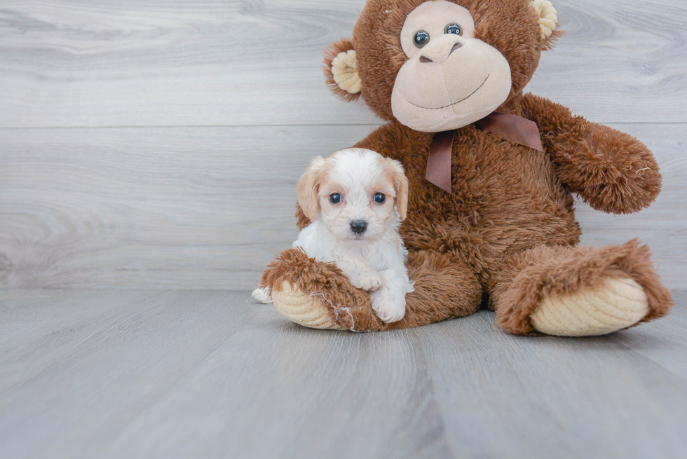 Best Cavachon Baby