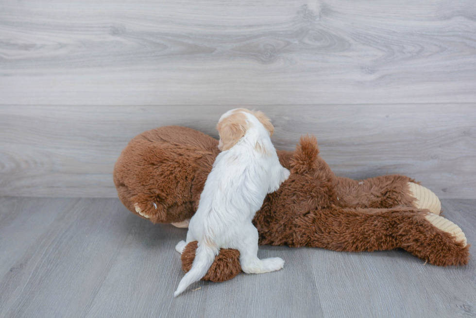 Cavachon Pup Being Cute