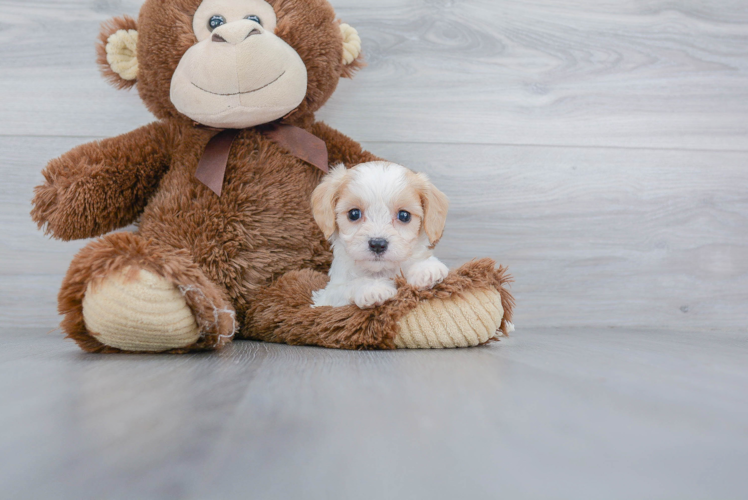 Best Cavachon Baby