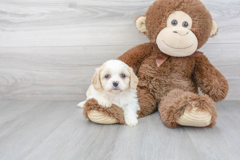 Playful Cavalier Designer Puppy