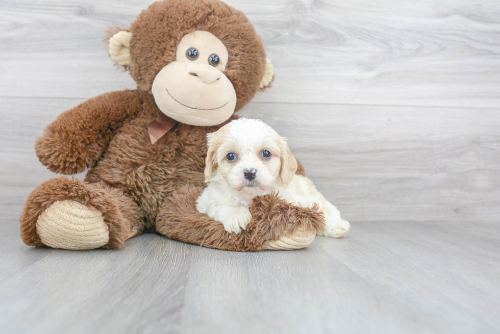 Cavachon Pup Being Cute